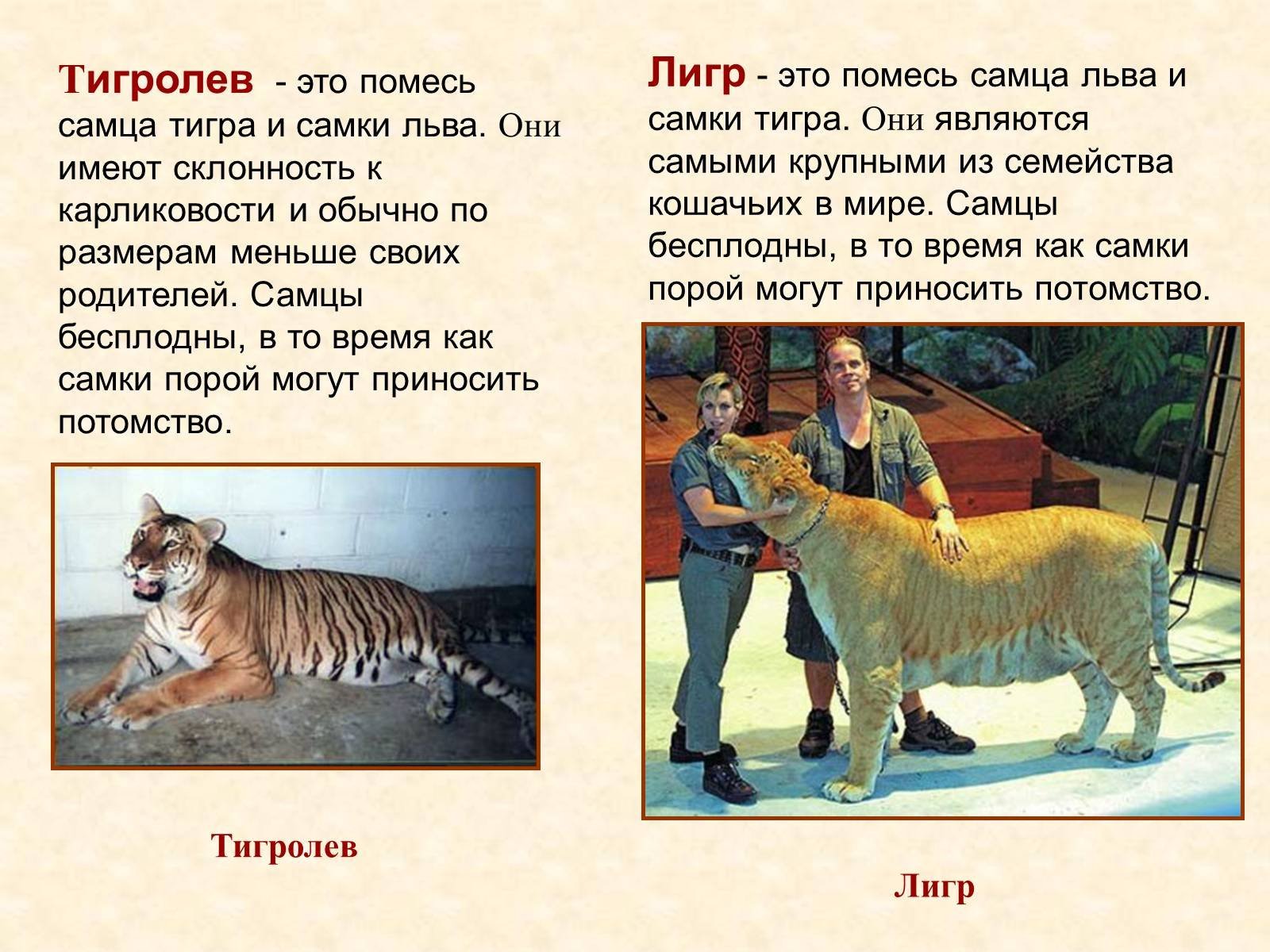 Характеристика льва тигра