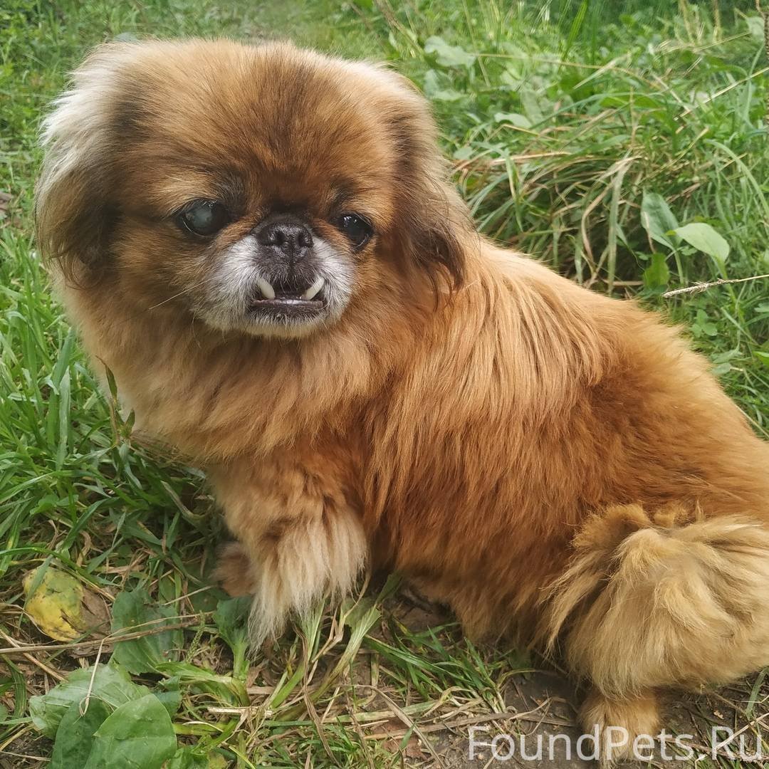 Пекинес на желтом фоне