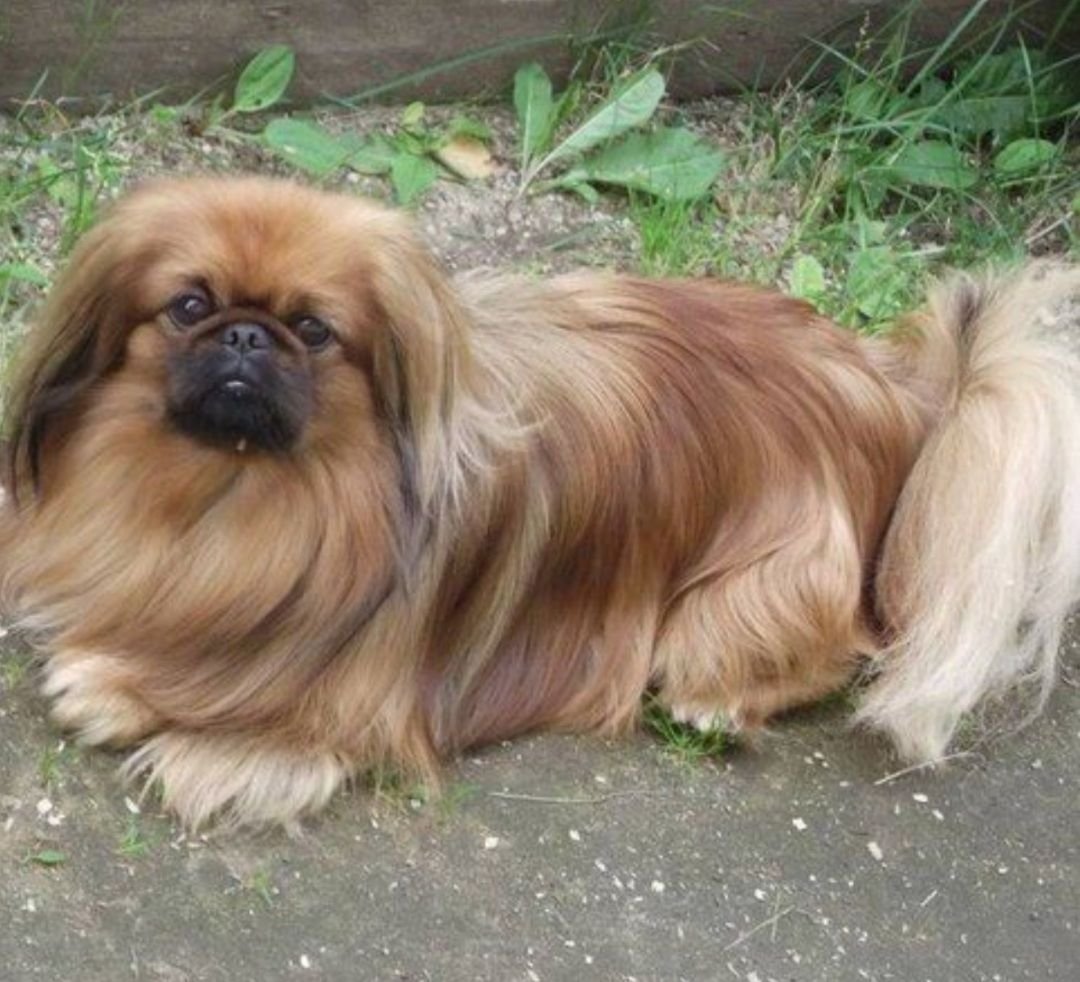 Королевский карликовый Пекинес