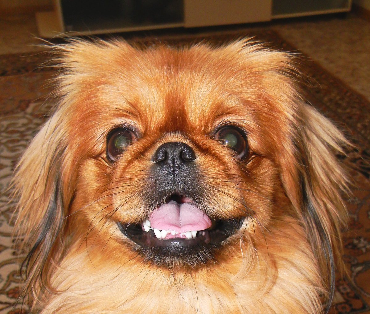 Пекинес Королевский рыжий