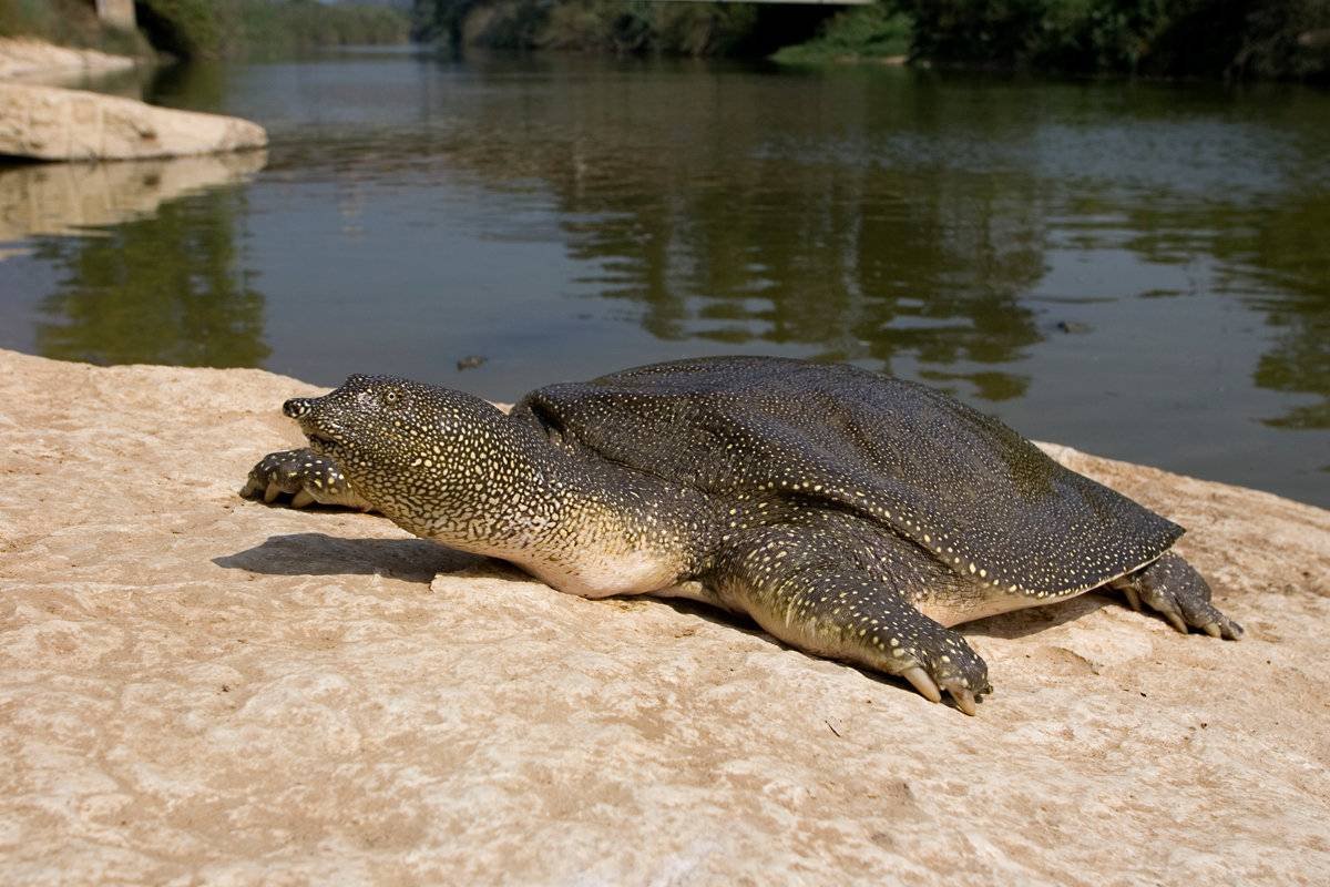 Дальневосточная черепаха трионикс