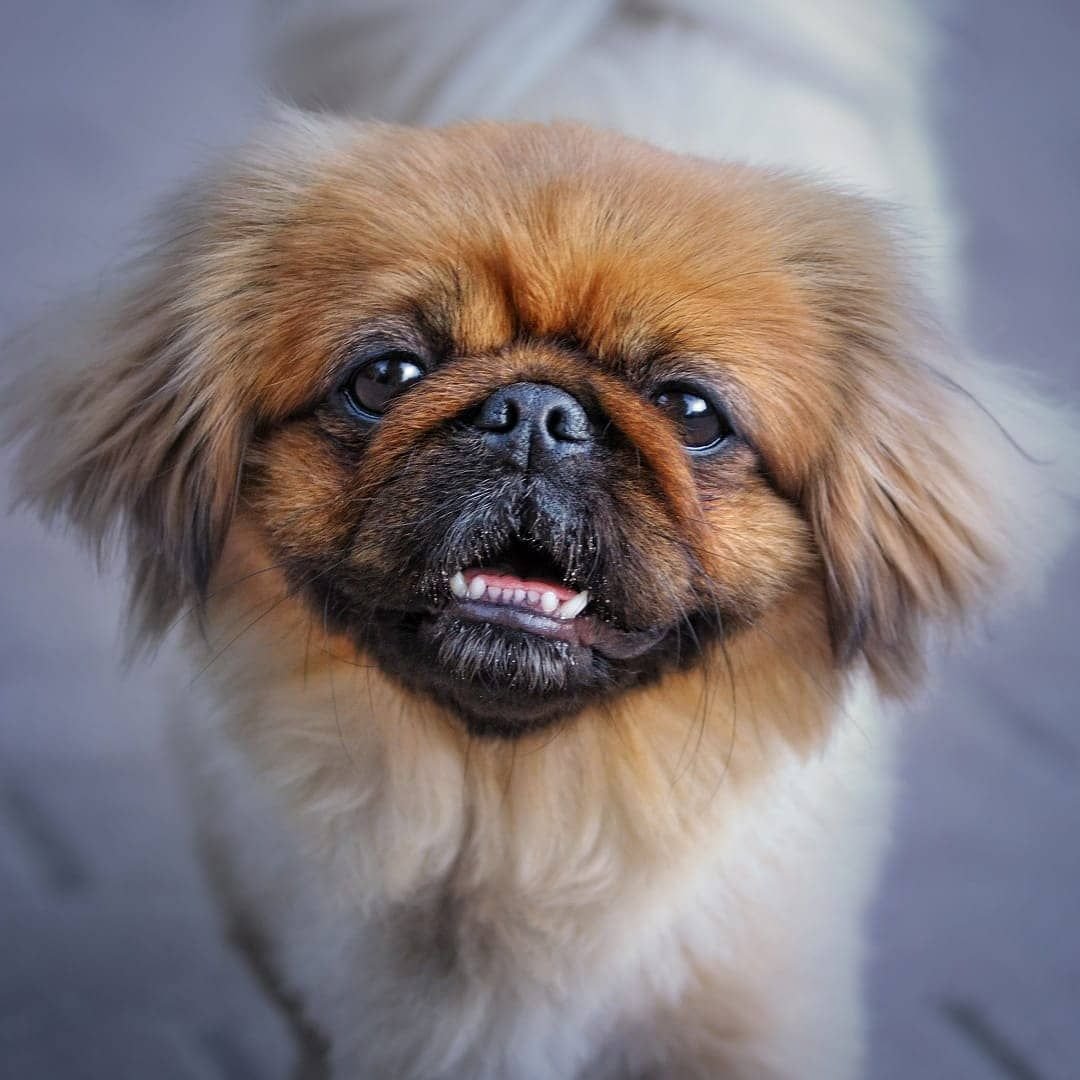 Тибетский спаниель