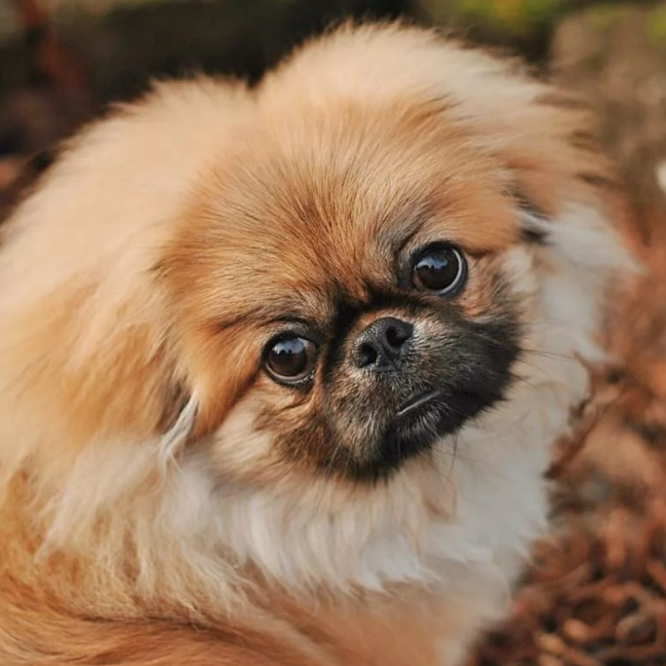 Сколько живут пекинесы