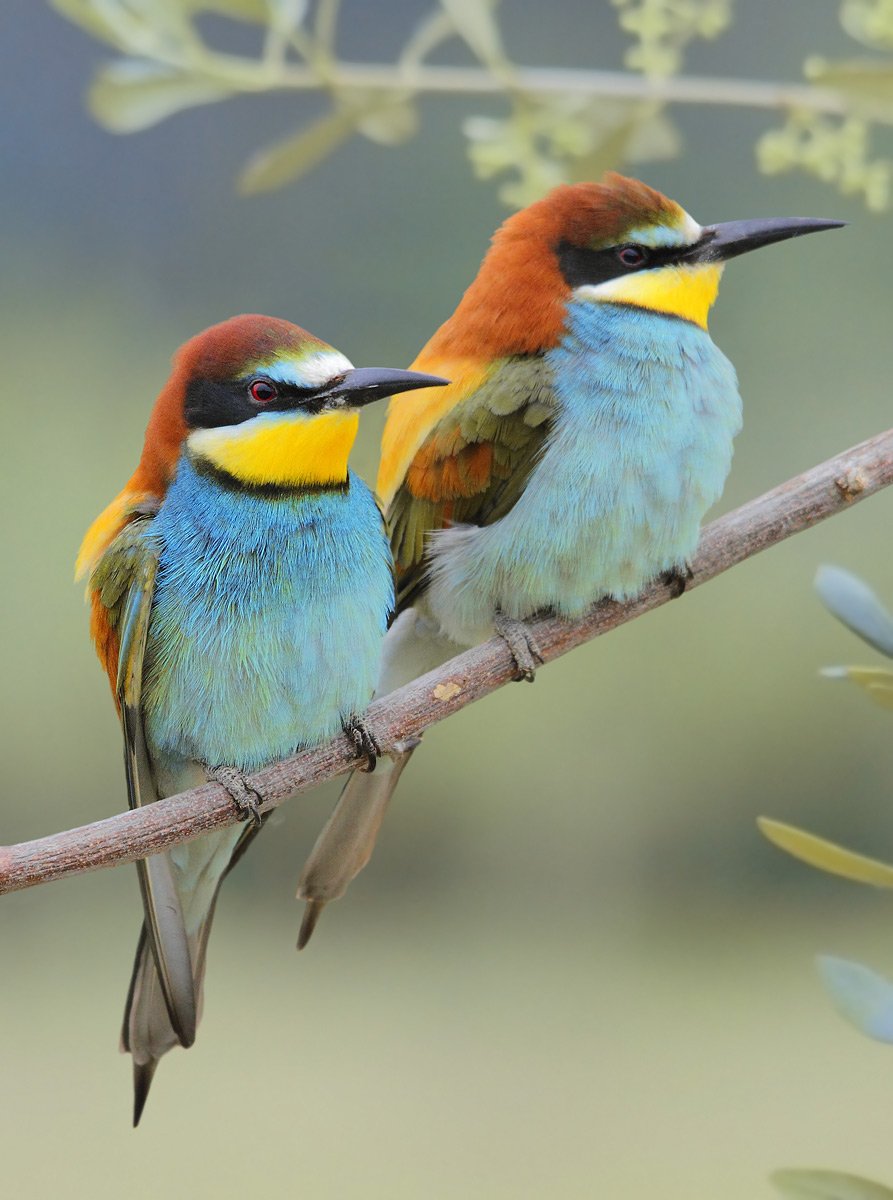 Птицы Юга России