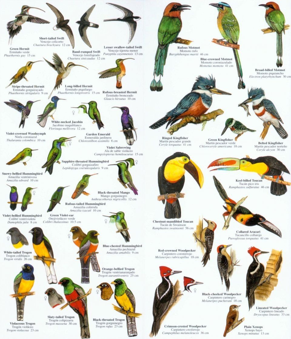 Kinds of Birds in Africa