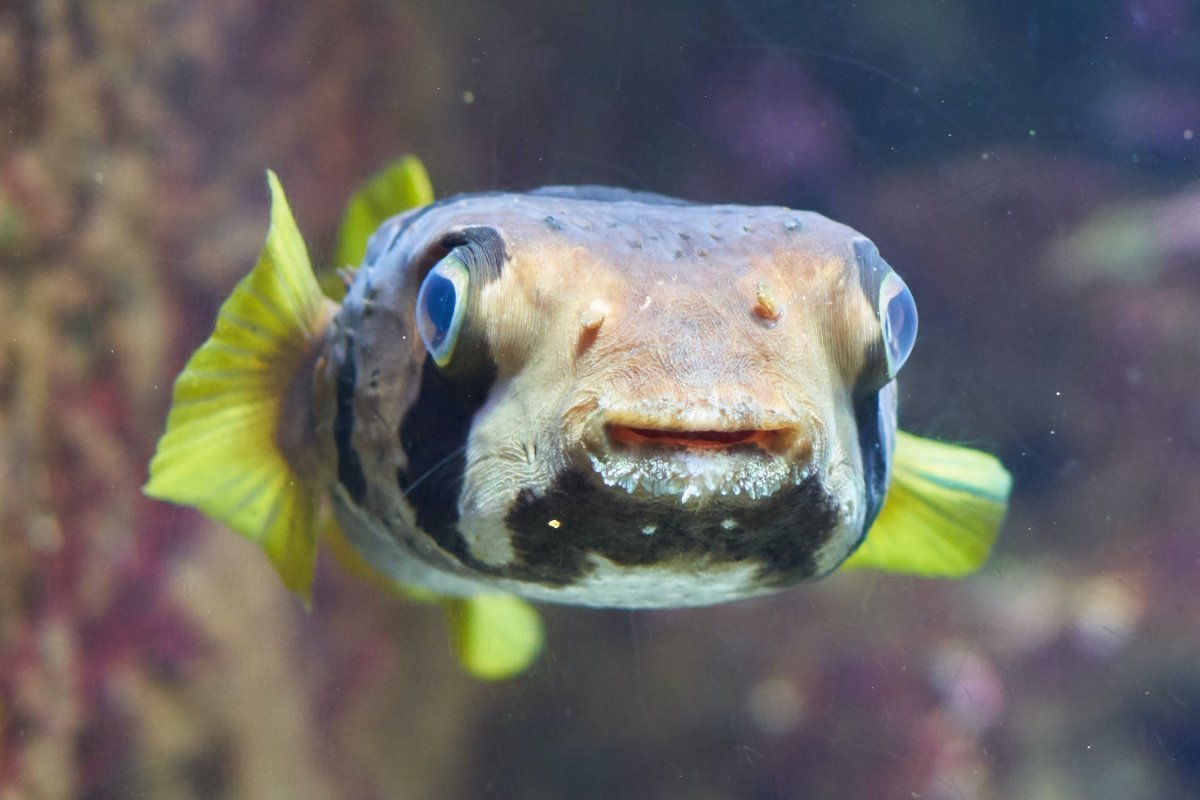 Рыба иглобрюх Средиземное море