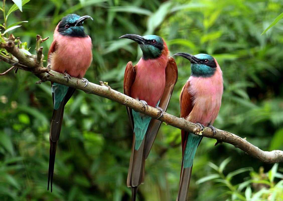 Национальный парк Танзании Китуло