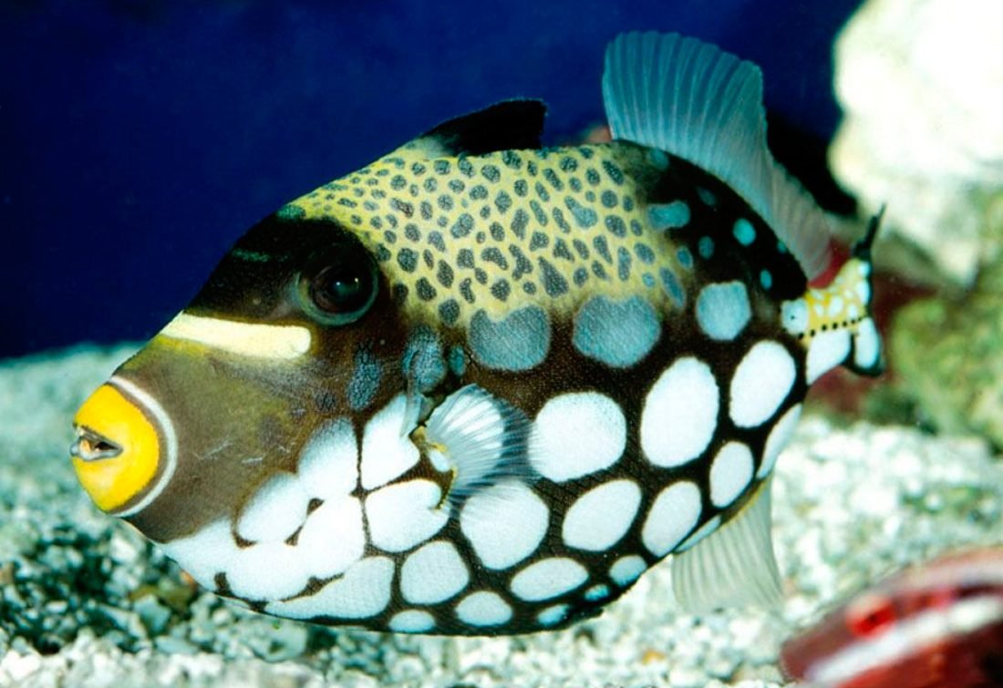 Морская рыба спинорог клоун