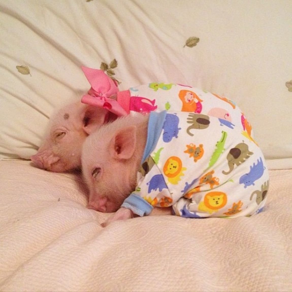 Видеть во сне маленького поросенка. Поросёнок мини Пиг. Свинка минипиг. Поросята мини Пиги. Новорожденный минипиг.