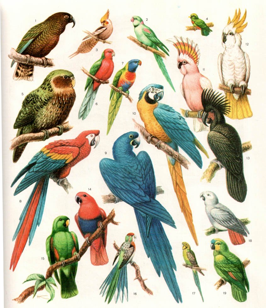 Много попугаев разных видов