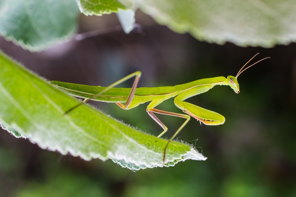Богомол Крымский