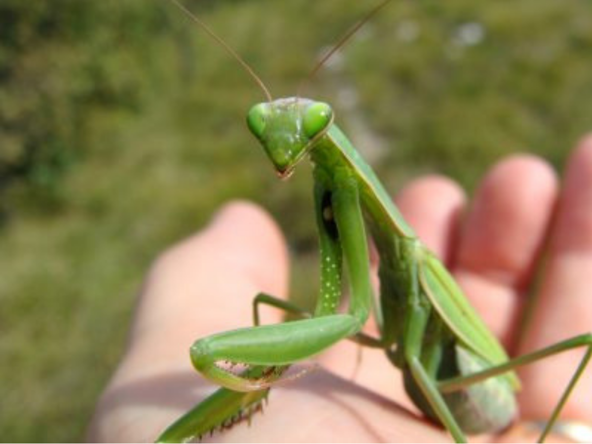 Бушменский кузнечик богомол
