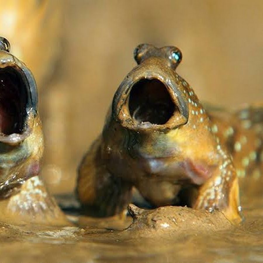 Иловая рыба