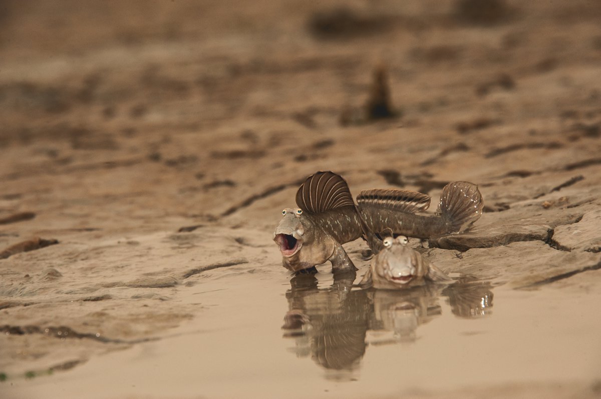Рыба илистый прыгун