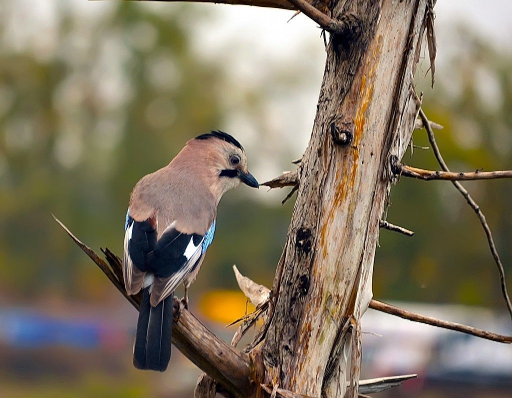 Сойка Подмосковная