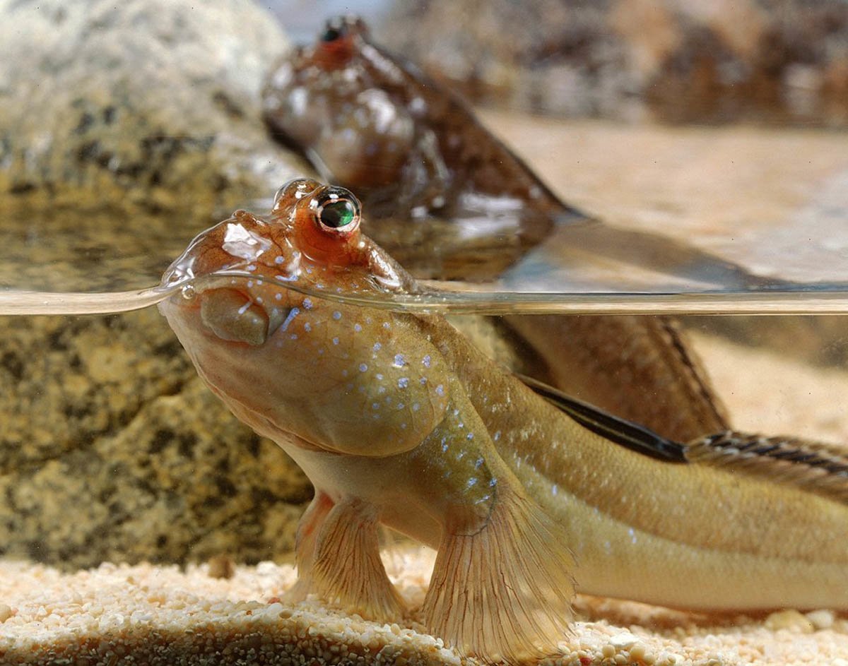 Илистый прыгун Мем