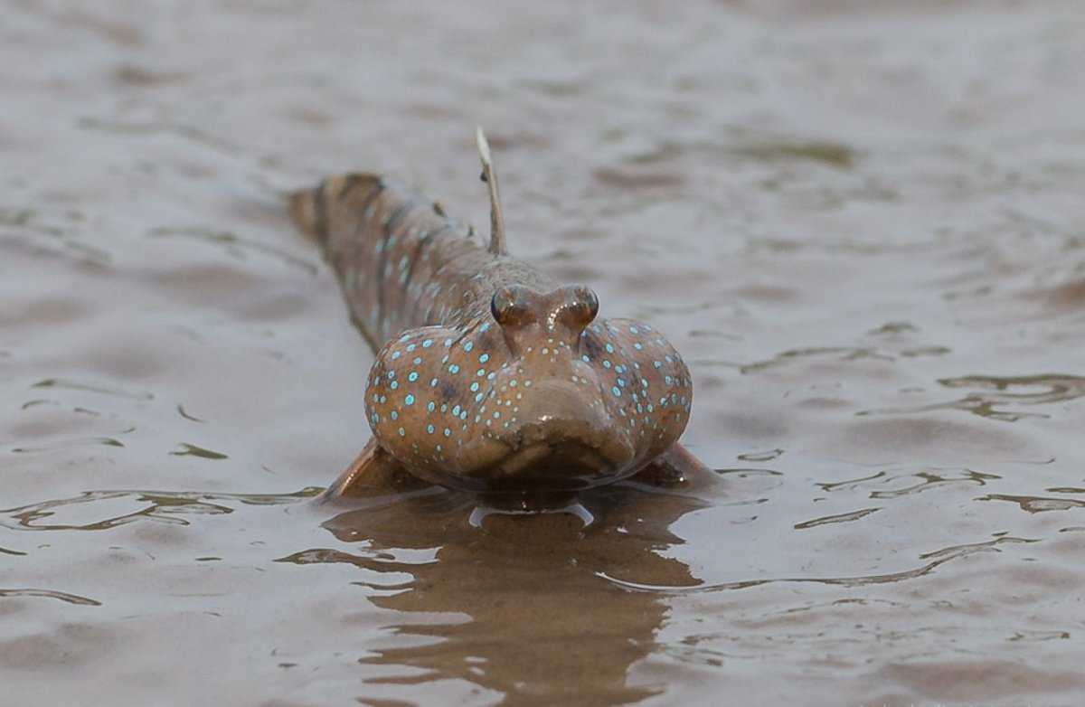 Илистый прыгун Мем