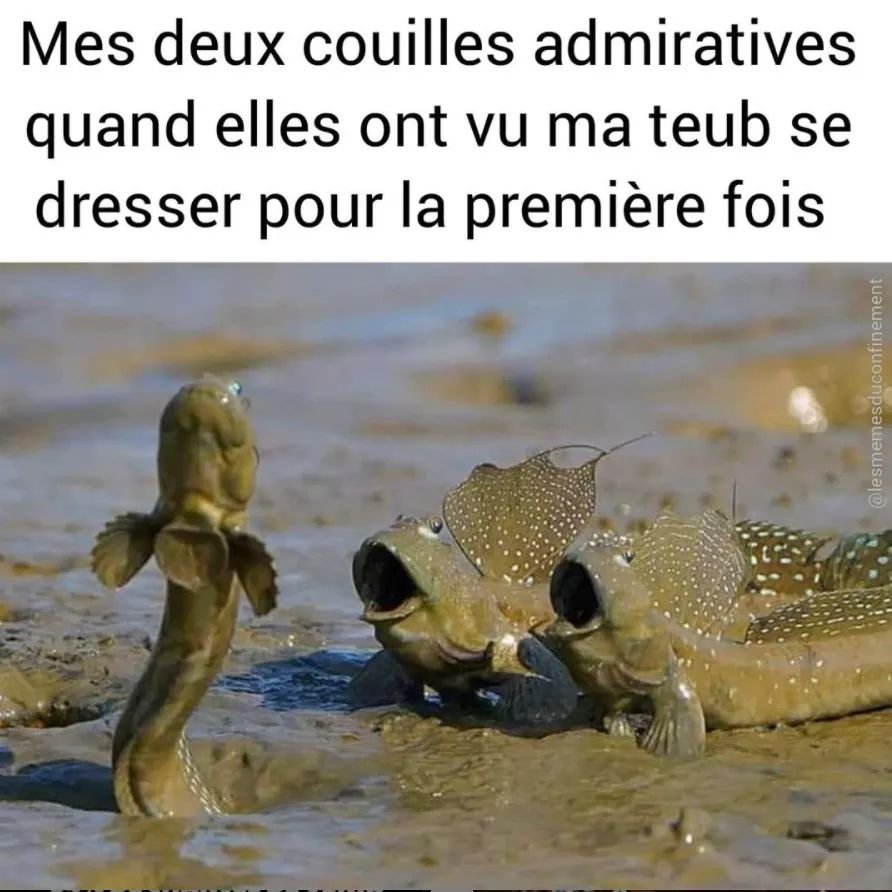 Илистый прыгун