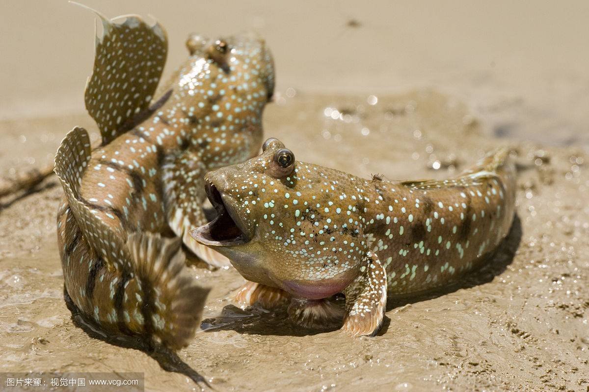 Илистый прыгун рыба в индийском океане