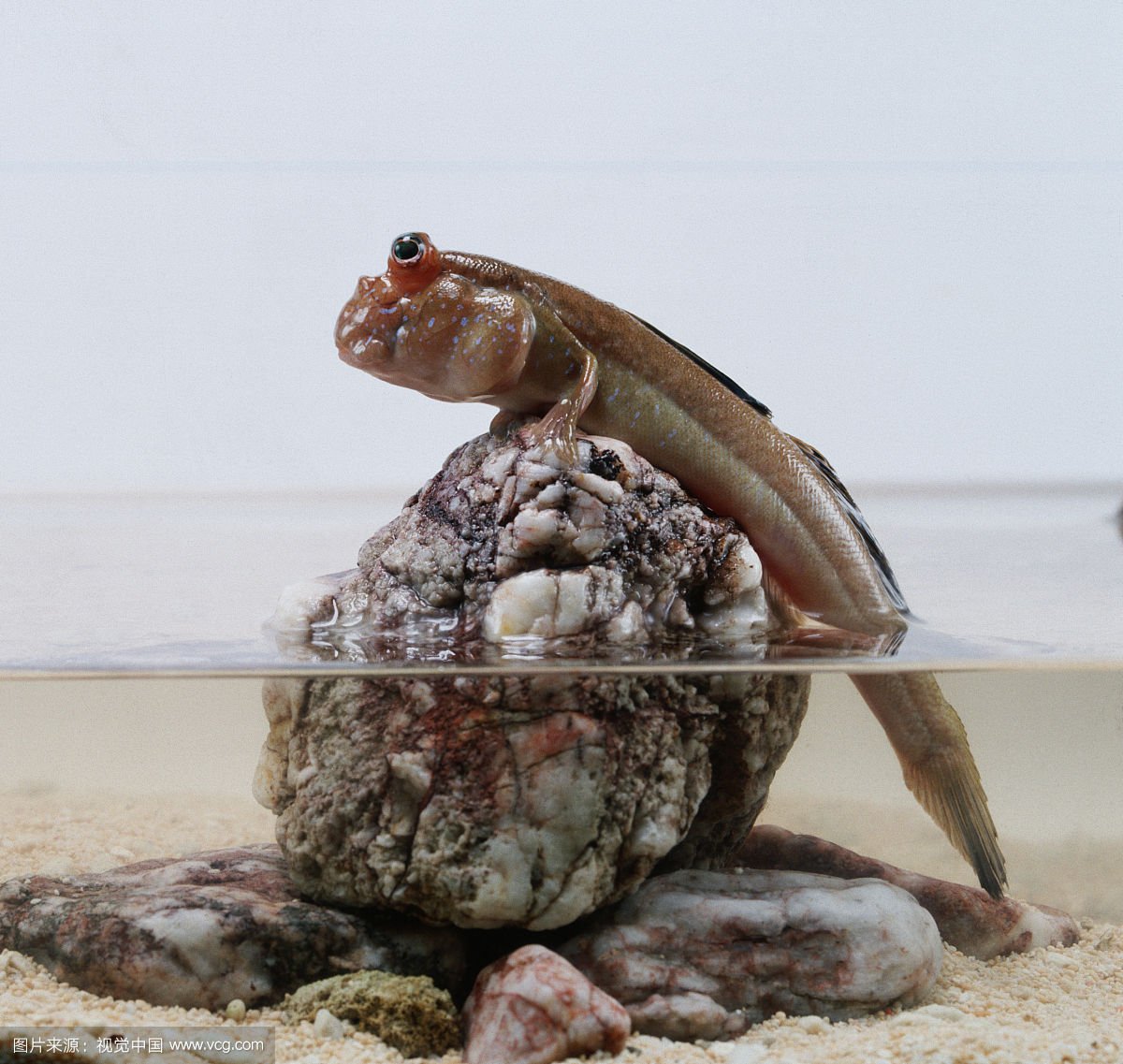 Рыба похожая на лягушку