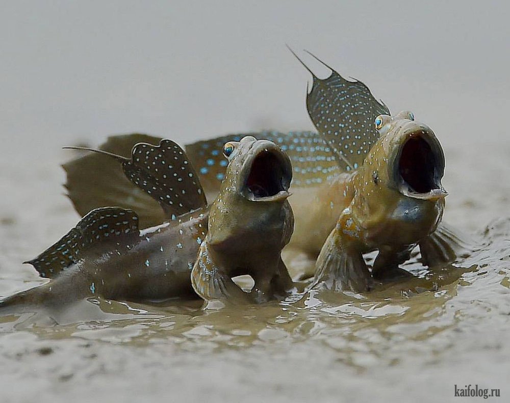 Илистый прыгун фото