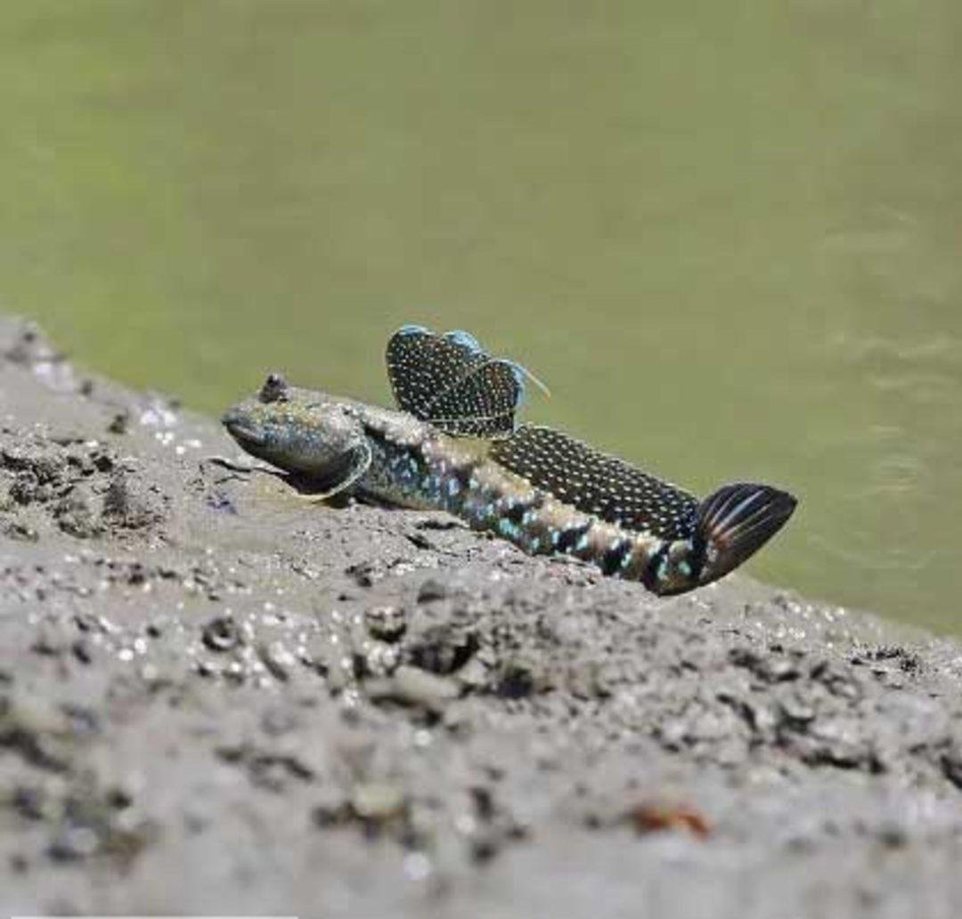 Рыба илистый прыгун