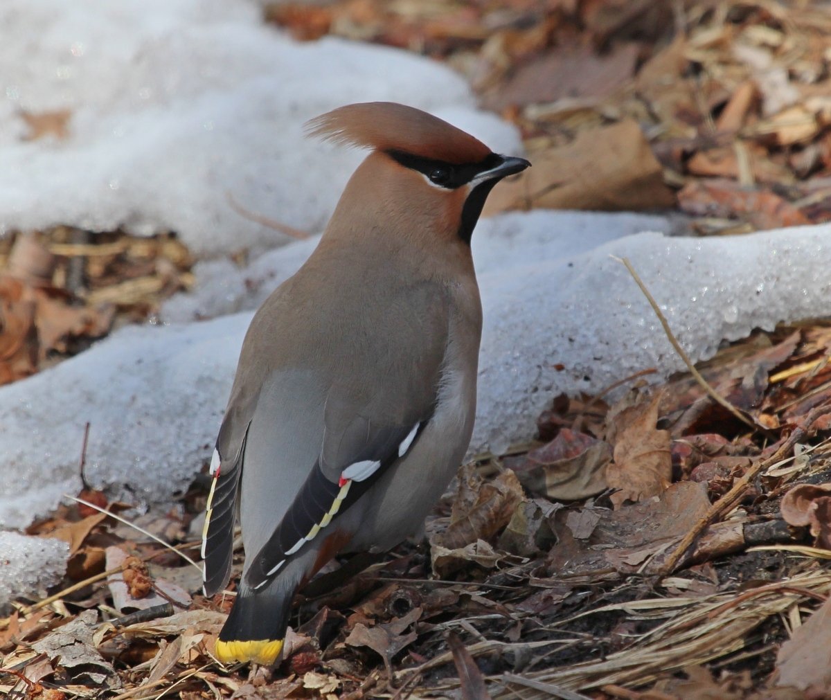Свиристель серая