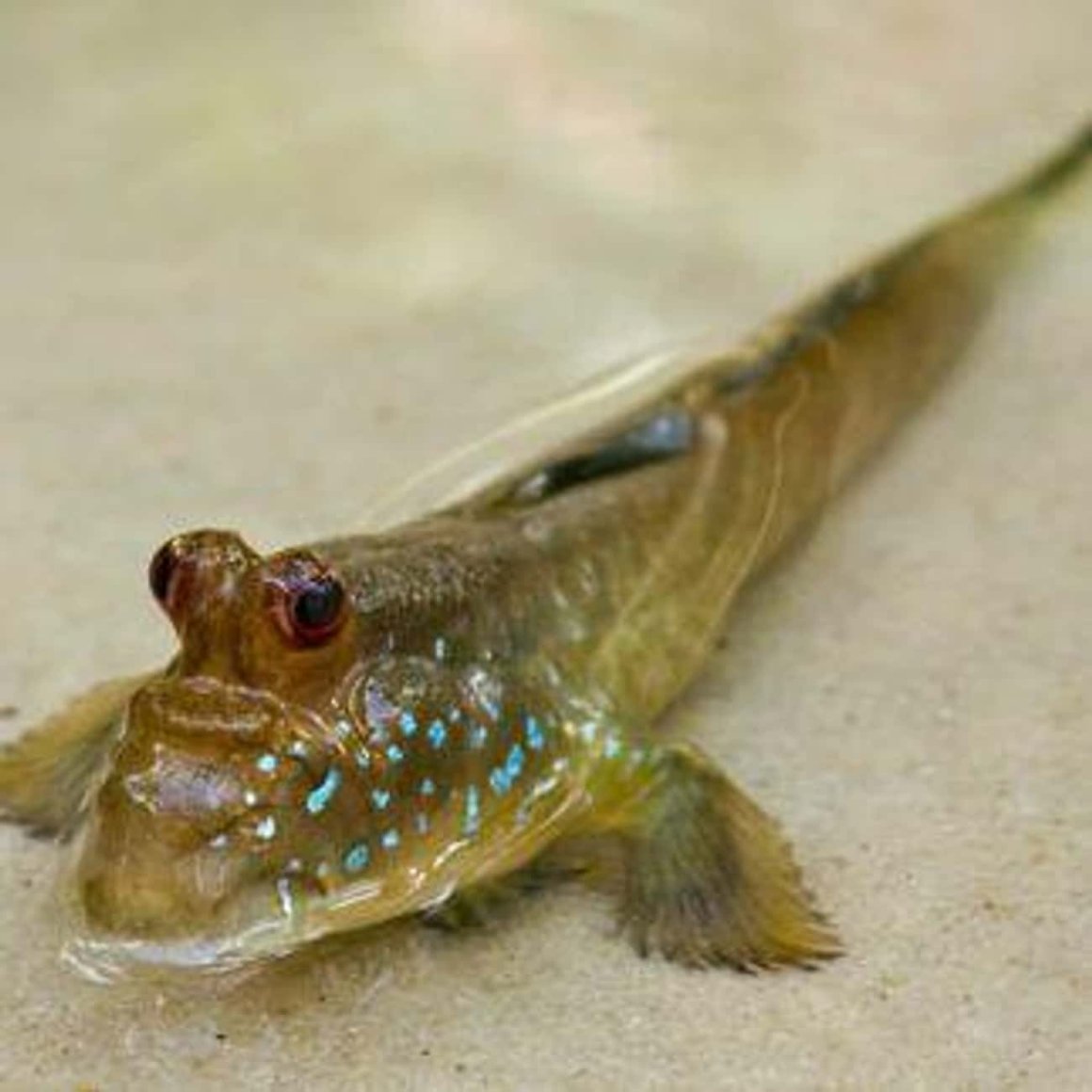 Илистый прыгун игрушка