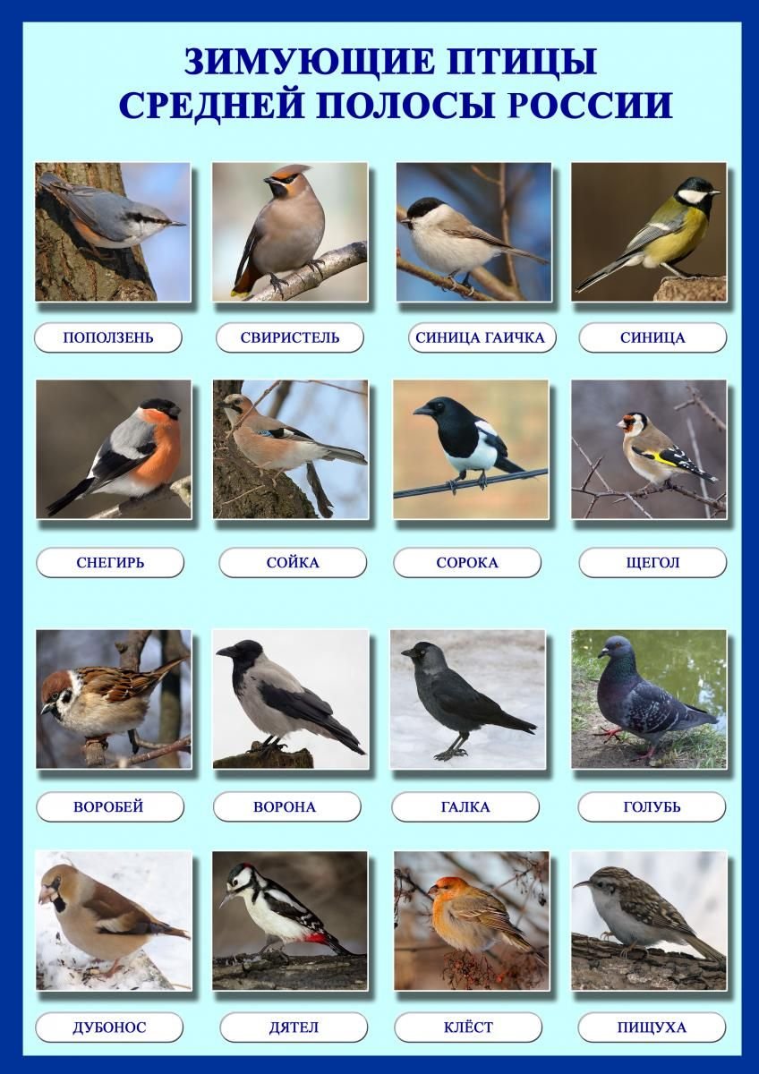 Птицы москвы и подмосковья фото с названиями