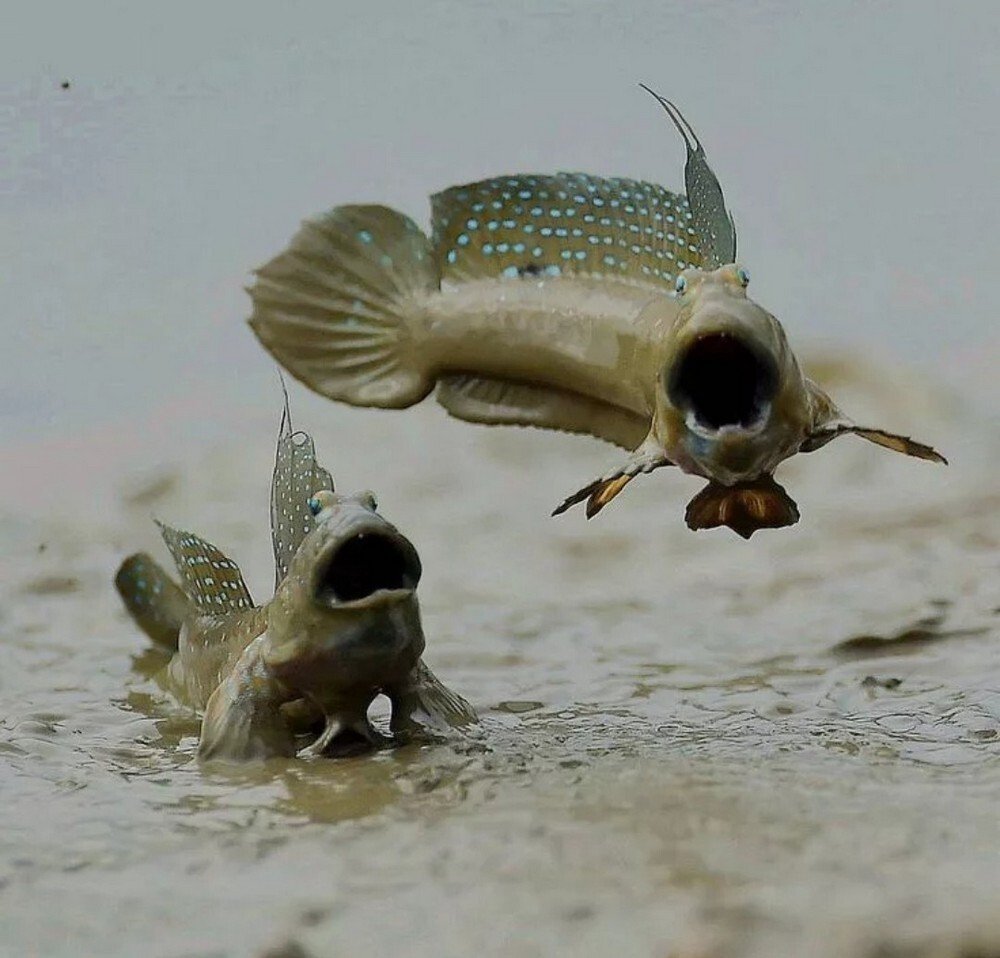 Рыба илистый прыгун