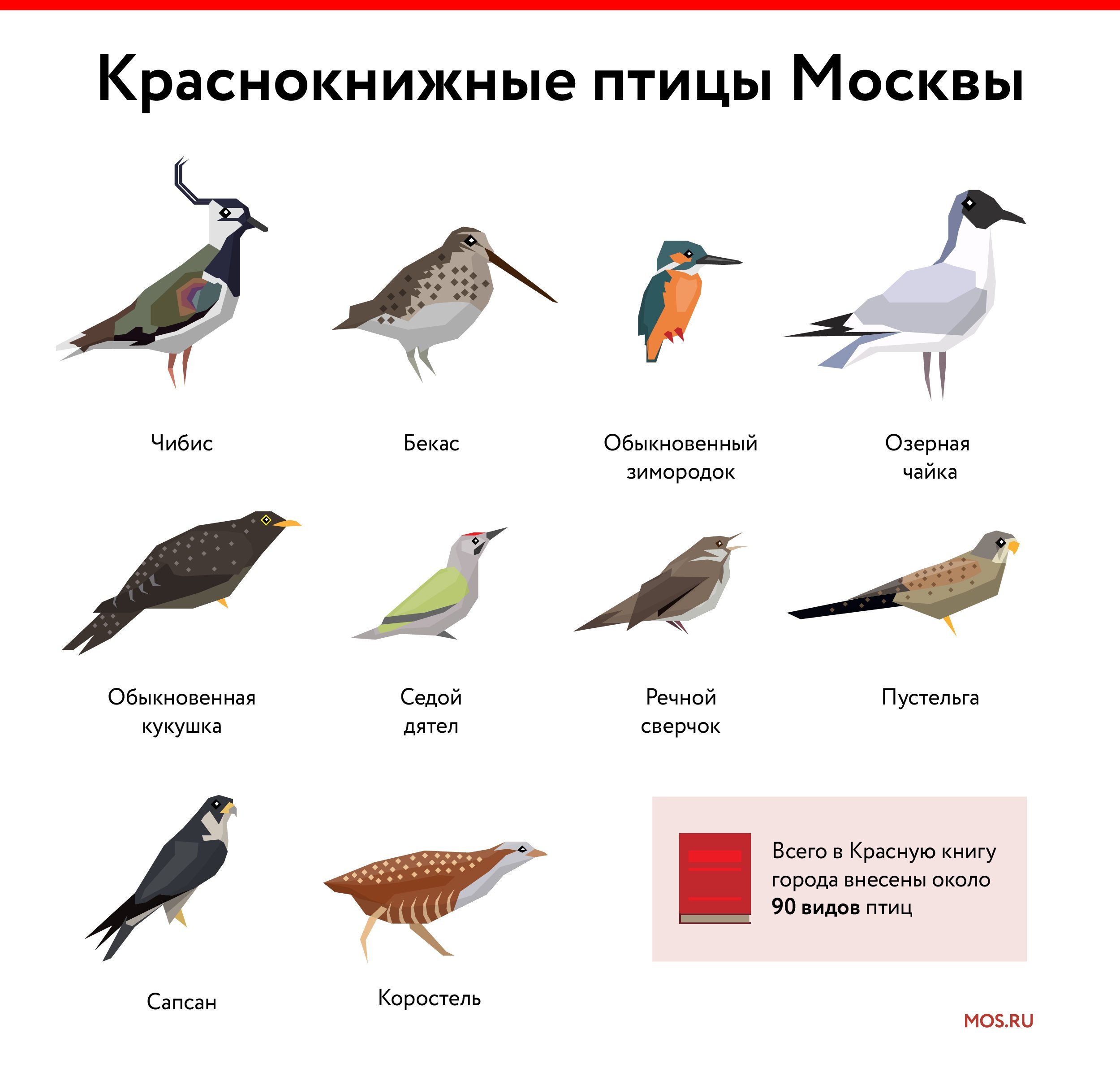 Птицы Красной книги Московской области