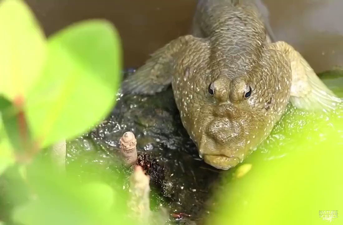 Обыкновенный илистый прыгун