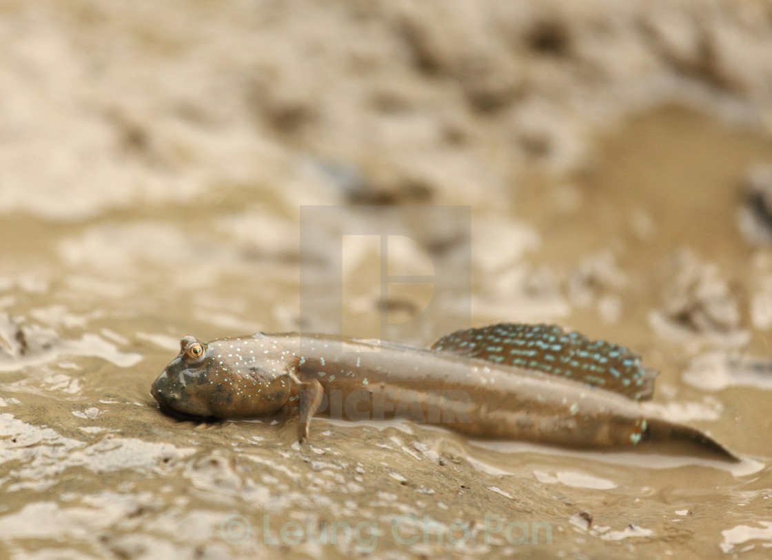 Илистый прыгун