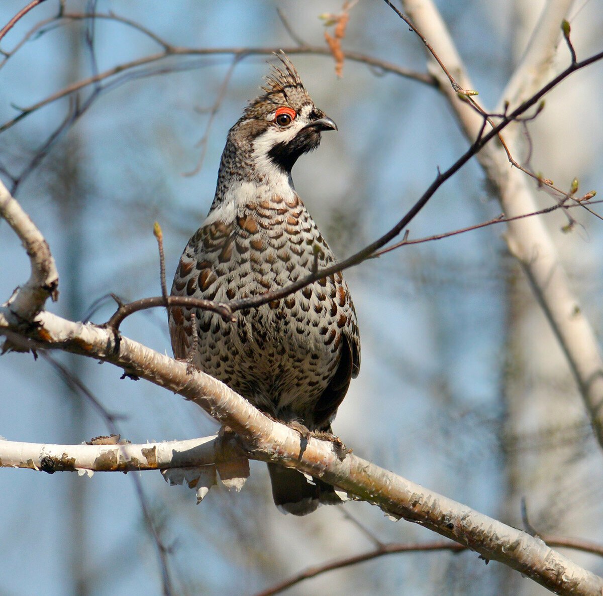 Рябчик обыкновенный