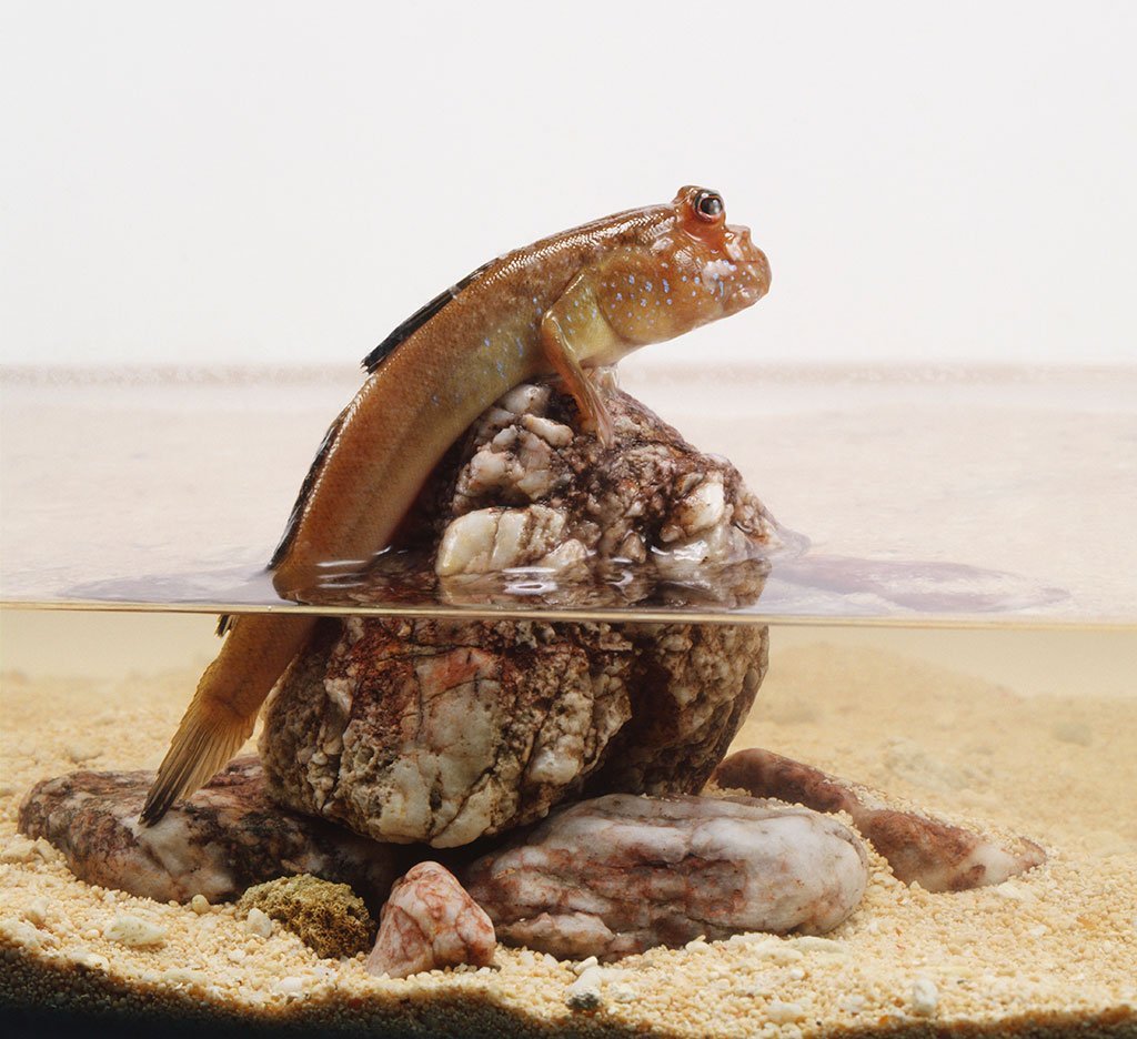 Рыбка илистый прыгун