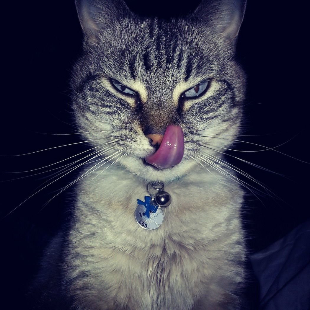 Человек с головой кота