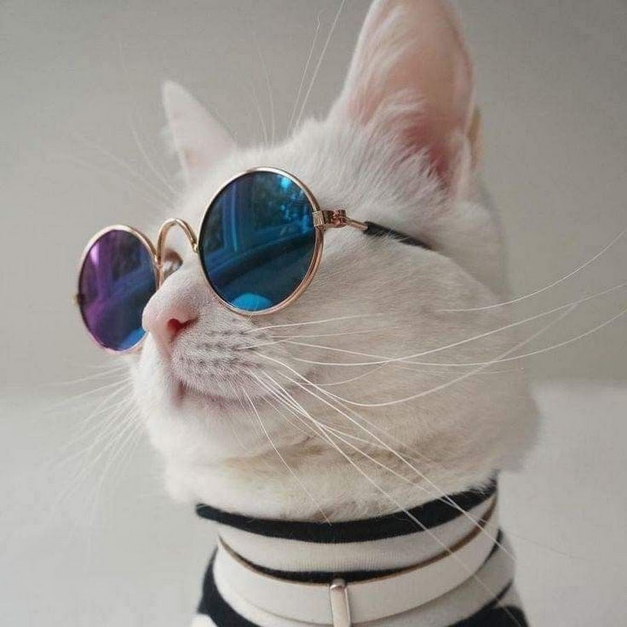 Удивленный кот