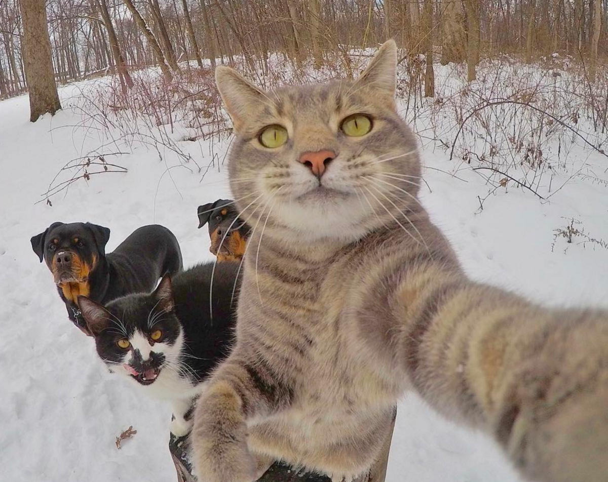 Банда котов