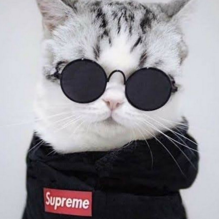 Девушка с котом