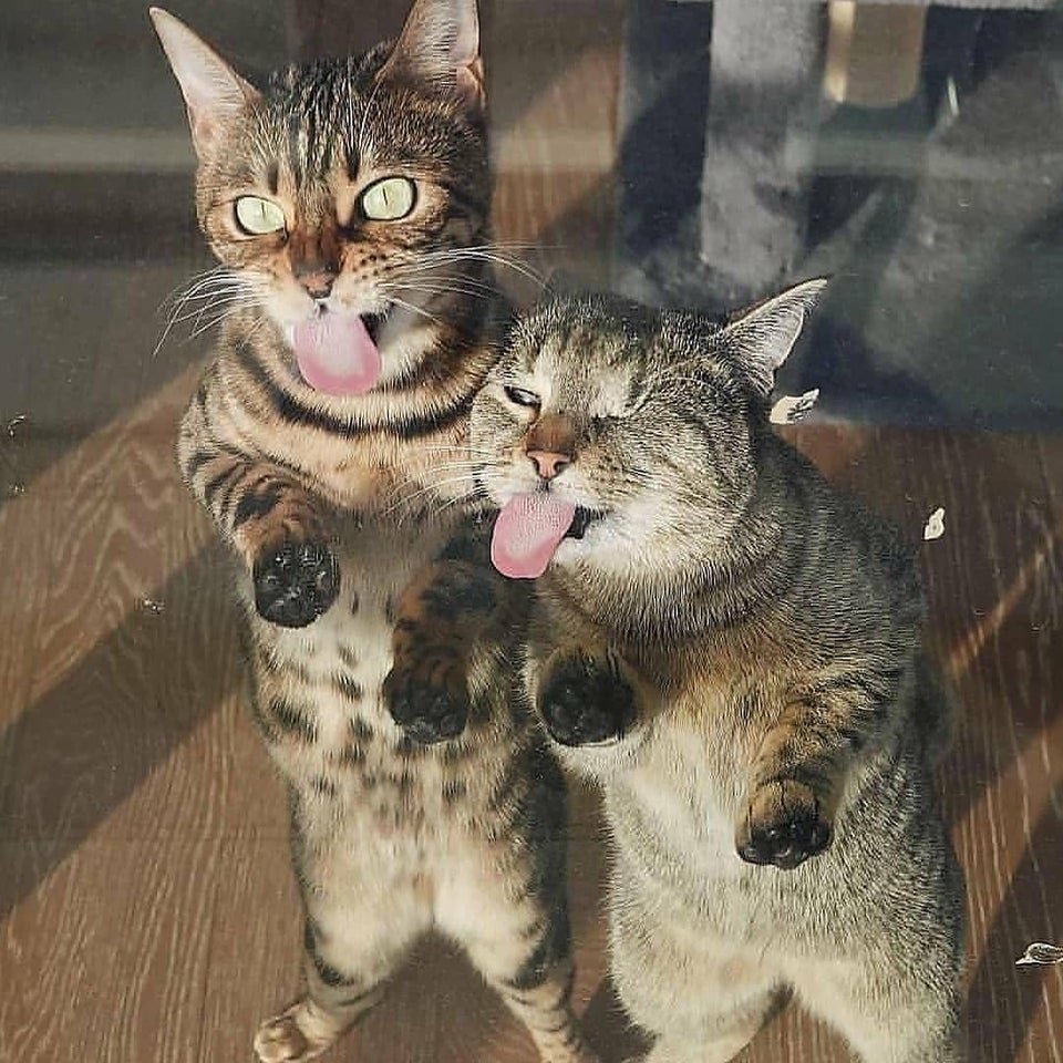 Топовые девушки с котом