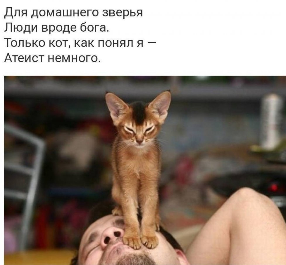 Собака Доберман