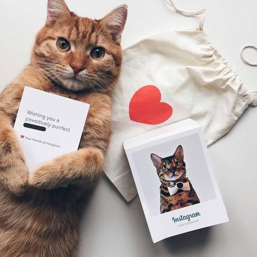 Котик с очками