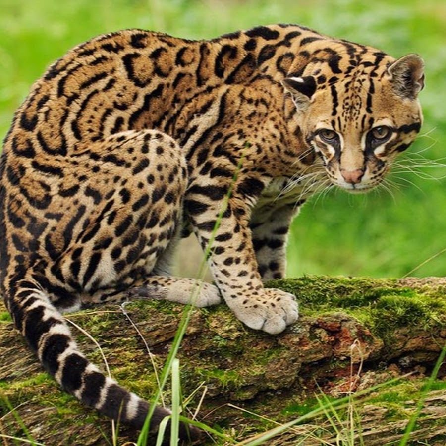 Оцелот Южная Америка