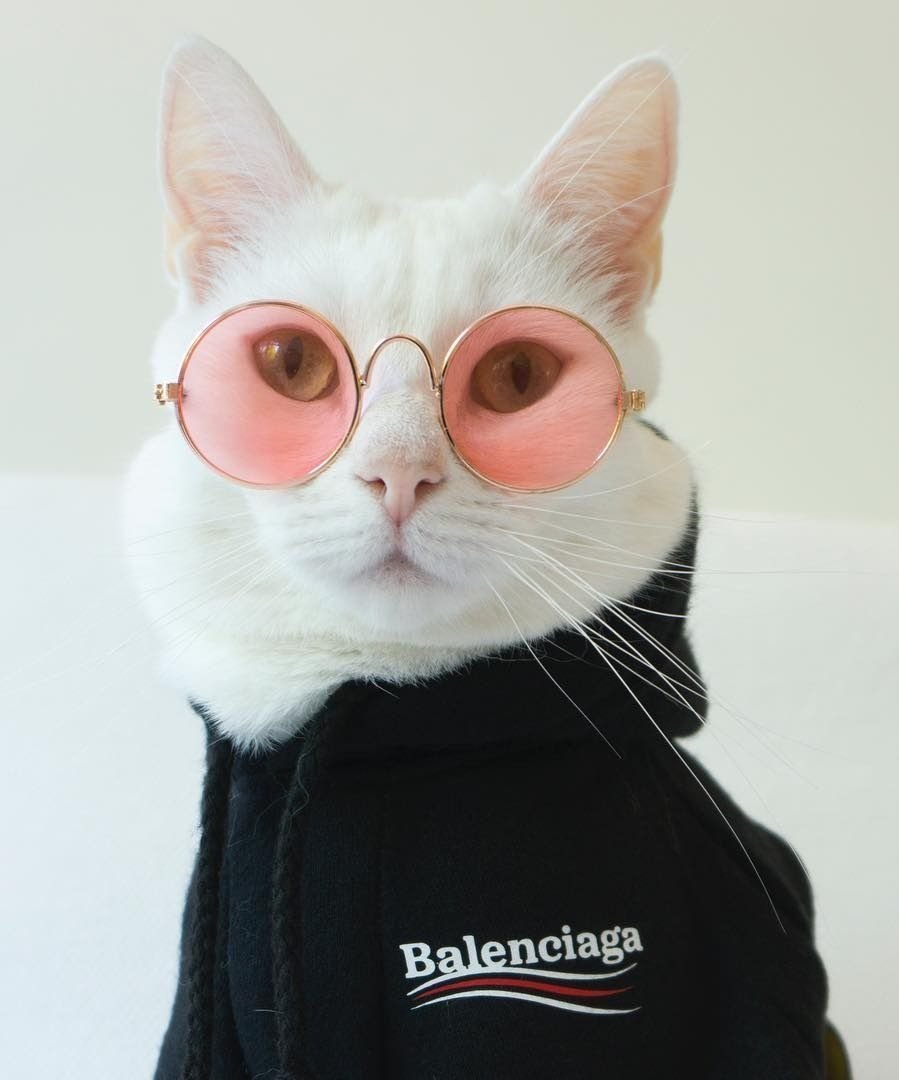 Девушка с котом