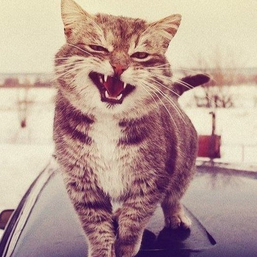 Кот в инстаграмме