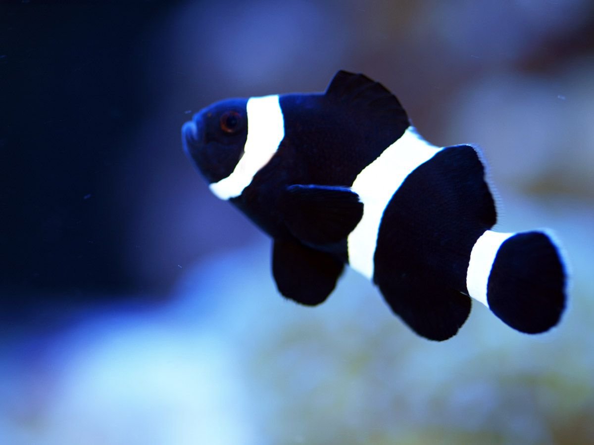 Рыбки панды аквариумные. Рыба клоун оцеллярис. Клоун оцеллярис черный. Оцеллярис аквариумная рыбка. Рыбка клоун седловидный черный.