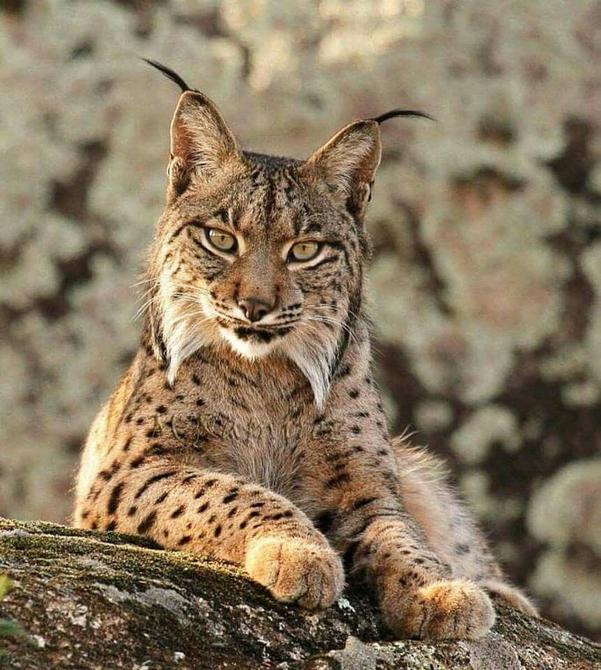 Дикие кошки: каракал (Felis Caracal)