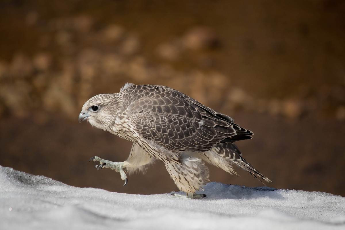 Кречет в тундре