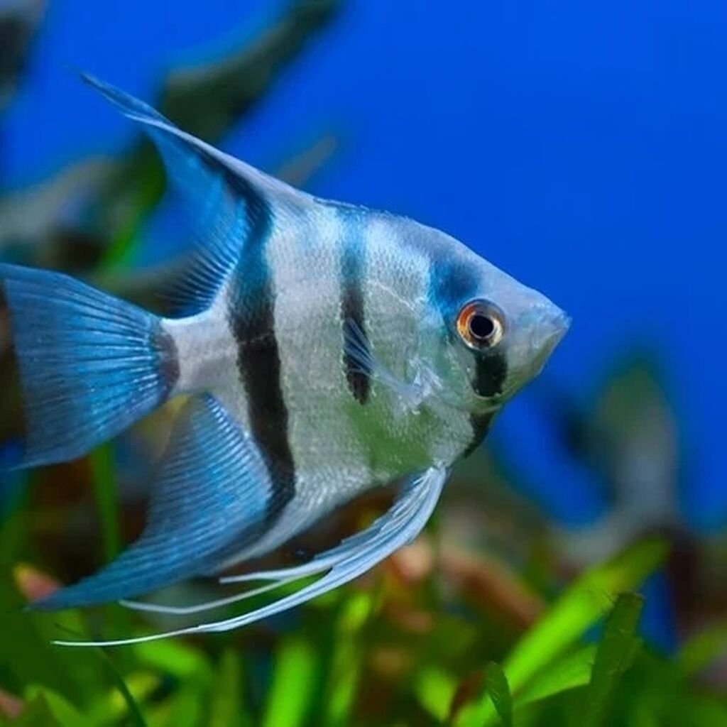 Красивые рыбки для детей