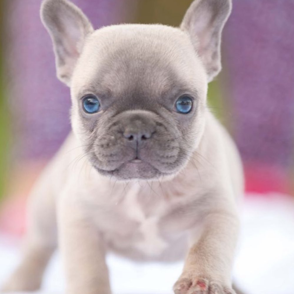 Французский бульдог мини голубой